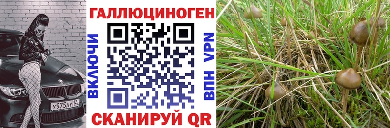 купить наркотики сайты  Бийск  Псилоцибиновые грибы Psilocybine cubensis 